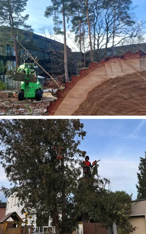 baumservice-kirchhof-koeln